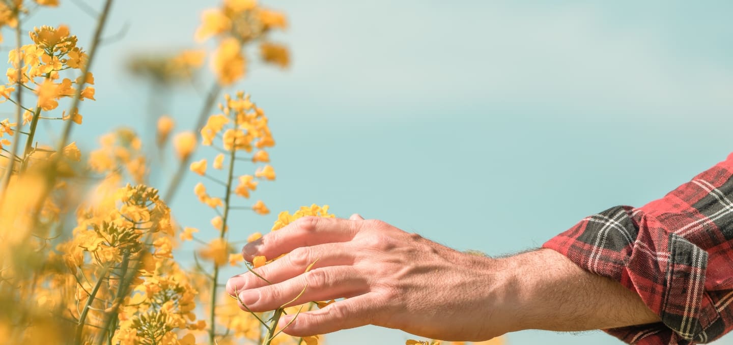 Hand of dementia treatment patient touches wildflowers outside.